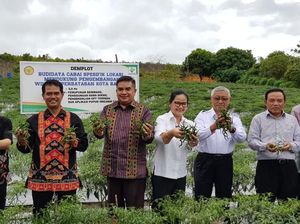 Jelang Natal & Tahun Baru, Mentan: Tak Ada Alasan Cabai Langka