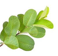 Ilustrasi daun jambu biji