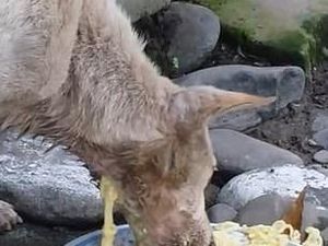 Miris! Anjing Jalanan Ini Makan Mie yang Keluar Lagi dari Lehernya Miris! Anjing Jalanan Ini Makan Mie yang Keluar Lagi dari Lehernya