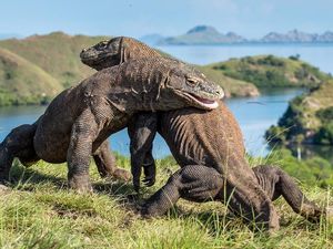 Taman Nasional Komodo, Surga Dunia Milik Indonesia Taman Nasional Komodo, Surga Dunia Milik Indonesia
