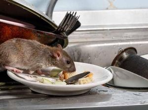 Iuh! Warga New York Keluhkan Peningkatan Populasi Tikus