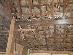 Ular Piton Masuk ke Rumah Warga di Gunungkidul