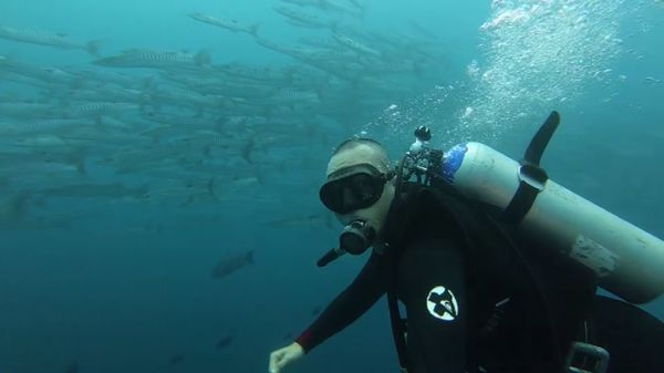 Foto: Dahsyatnya Alam Bawah Laut Wakatobi