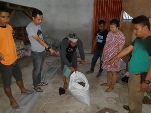 Polda Kalbar Tangkap Pelaku Penjualan Sisik Trenggiling Polda Kalbar Tangkap Pelaku Penjualan Sisik Trenggiling