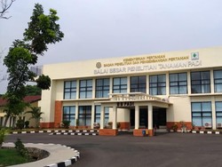 Dari Sini Lho Asal Padi yang Ditanam Petani di Indonesia