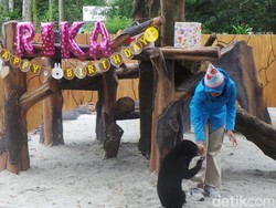 Beruang Madu Rika Rayakan Ulang Tahun Pertamanya di Bandung Zoo