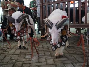 Wow, Master Bejo dan Lasson Sama-sama Sabet Juara di Piala Presiden