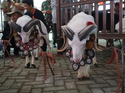 Wow, Master Bejo dan Lasson Sama-sama Sabet Juara di Piala Presiden