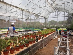 Melihat Agro Technopark di Dusun Sumbermulyo Gunungkidul