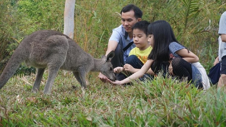 Pengunjung Taman Safari Prigen memberi makan kanguru /Foto: Dok Taman Safari Indonesia