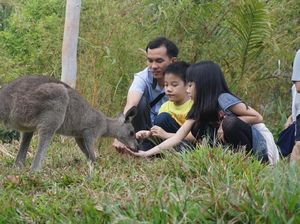 Liburan Tahun Baru di Jatim Yuk, Lihat Wombat hingga Kanguru Liburan Tahun Baru di Jatim Yuk, Lihat Wombat hingga Kanguru