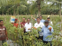 Tingkatkan Penghasilan, Petani di Maluku & Malut Dimodali Rp 20 Juta