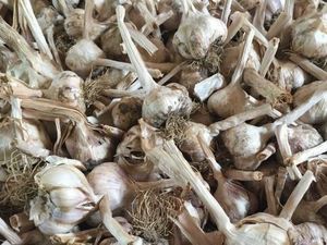 Tanaman Bawang Putih Seharga Rp 150 Juta Dicuri di Australia