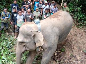 Kisah Gajah Septi, 5 Tahun Terjebak di Perkebunan Kini Dievakuasi