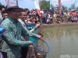 Di Kampung Digital Indramayu Bisa Atur Pakan Ikan Pakai Ponsel