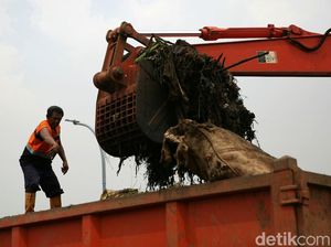Pembersihan Sampah Dari Kanal Banjir Timur