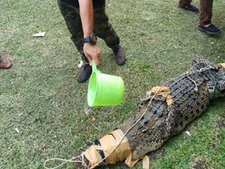 Warga Riau Tangkap Buaya Masuk Persawahan