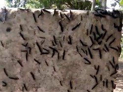 Bikin Merinding! Saat Jawa Timur Diserbu Ribuan Ulat Bulu