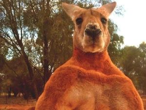 Roger Si Kanguru Perkasa Mati di Usia 12 Tahun