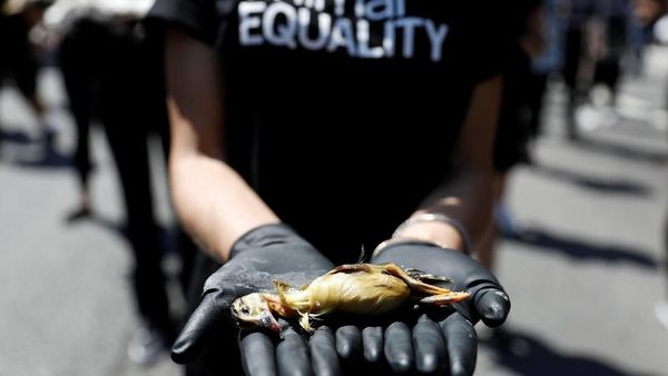 Tolak Kekerasan Hewan, Aktivis Unjuk Rasa Membawa Bangkai di Brasil