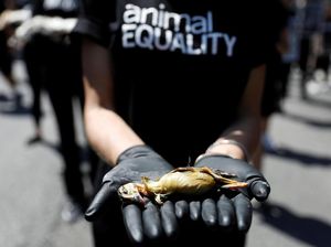 Tolak Kekerasan Hewan, Aktivis Unjuk Rasa Membawa Bangkai di Brasil