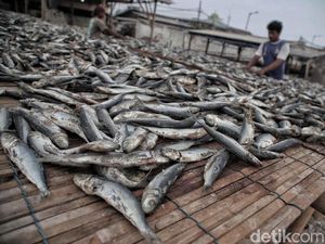 Sektor Perikanan Kuartal III Tumbuh 3,71%, Jadi Rp 59,98 T