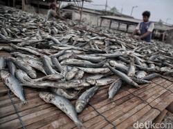 Sektor Perikanan Kuartal III Tumbuh 3,71%, Jadi Rp 59,98 T