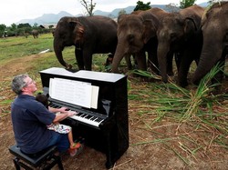 Aksi Menyentuh Paul Barton Main Piano di Depan Gajah yang Sakit