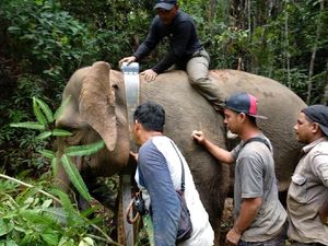Potret Gajah Septi yang 5 Tahun Terjebak di Perkebunan Warga