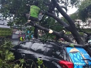 Diterjang Hujan dan Angin Kencang, 27 Pohon di Jakbar Tumbang