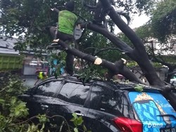 Diterjang Hujan dan Angin Kencang, 27 Pohon di Jakbar Tumbang