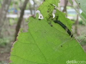 Apakah Ulat Jati Bikin Gatal dan Berbahaya? Ini Penjelasannya Apakah Ulat Jati Bikin Gatal dan Berbahaya? Ini Penjelasannya