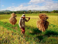 Cara Pemerintah Dorong Ekspor di Sektor Pertanian dan Perikanan