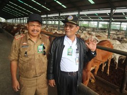 1.430 Indukan Sapi Australia Disalurkan ke 10 Provinsi di Sumatera