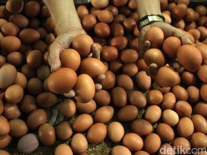 Begini Anomali Harga Telur Jelang Akhir Tahun