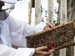 Cerita Eks Tentara AS yang Sembuh dari Depresi Berkat Lebah