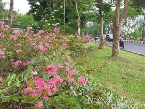 Bukan Hanya Tabebuya, Di Surabaya Juga Ada Pohon Sakura Sungguhan