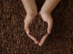 Waduh! 60 Persen Varietas Kopi di Dunia Terancam Punah