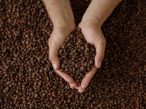 Ditanam di Hulu Sungai Serayu, Kopi Senggani Masuk 4 Besar Kopi Terbaik Indonesia Ditanam di Hulu Sungai Serayu, Kopi Senggani Masuk 4 Besar Kopi Terbaik Indonesia
