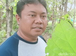 Jangan Salah, Bukan Ulat Bulu yang Teror Warga di Magetan