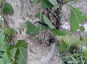 Hiii... Ngeri, Penampakan Ulat Pohon Jati yang Teror Bojonegoro Hiii... Ngeri, Penampakan Ulat Pohon Jati yang Teror Bojonegoro