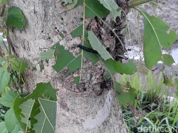 Hiii... Ngeri, Penampakan Ulat Pohon Jati yang Teror Bojonegoro