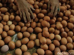 Peternak Setuju Prabowo Turunkan Harga Telur, Asal ...