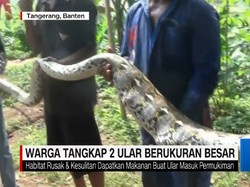 Dua Piton Emosi, Bela Diri Saat Mau Ditangkap Warga Tangerang
