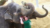 Foto: Ketika Gajah dan Hewan Lainnya ke Dokter Gigi