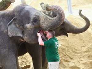 Foto: Ketika Gajah dan Hewan Lainnya ke Dokter Gigi