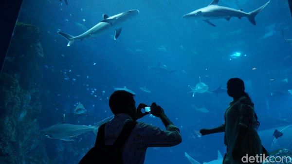 Foto: Singapura Memindahkan Dunia Bawah Laut ke Daratan