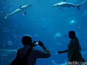 Foto: Singapura Memindahkan Dunia Bawah Laut ke Daratan