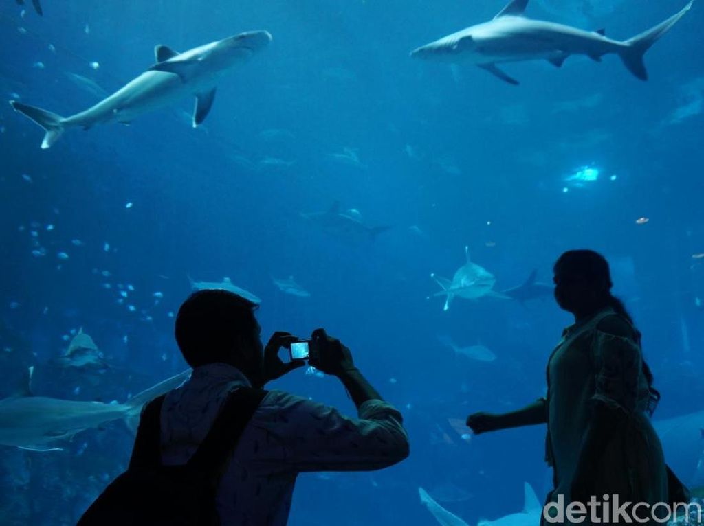 Foto: Singapura Memindahkan Dunia Bawah Laut ke Daratan Foto: Singapura Memindahkan Dunia Bawah Laut ke Daratan