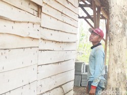 Hiii, Teror Ulat Pohon Jati Merambah Permukiman Warga di Tuban